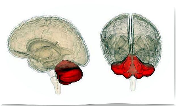 Cerebellum.