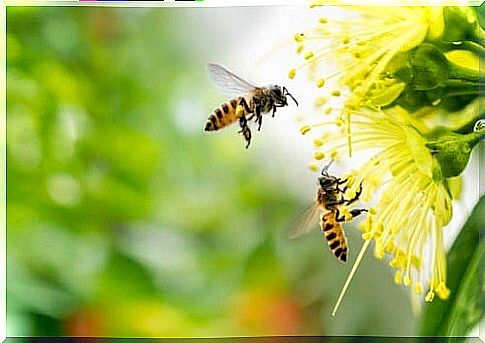 Fear of bees: causes and treatment