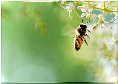 Bee flying around the flowers.