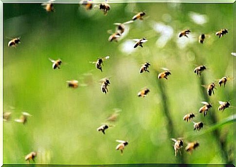 Swarm of bees in flight.