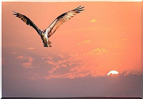 Story about identity: the eagle that thought itself a hen