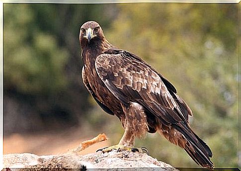 A hawk in profile