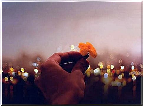 Hand holds small orange flower