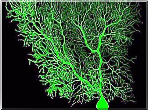 Purkinje cell structure.