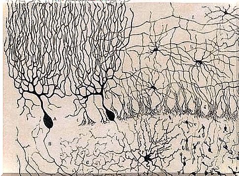 Representation of Purkinje neurons.