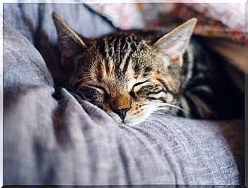 Cat sleeping on the bed.