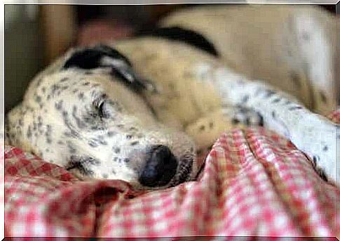 Dog sleeping on the bed.