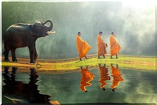 Elephant follows Buddhist monks