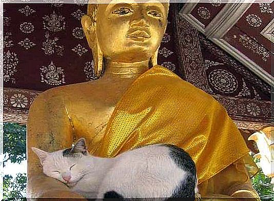 buddha and cat