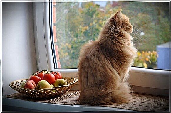 cats and basket of apples and tomatoes