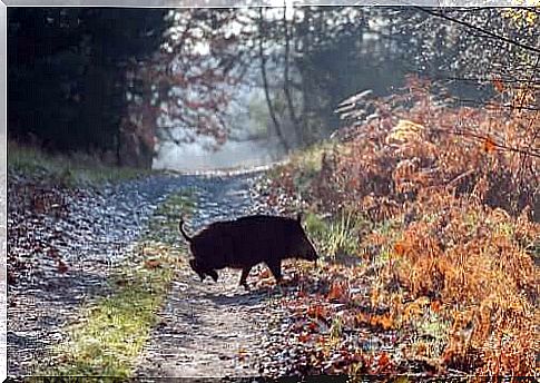 The Calydonian boar